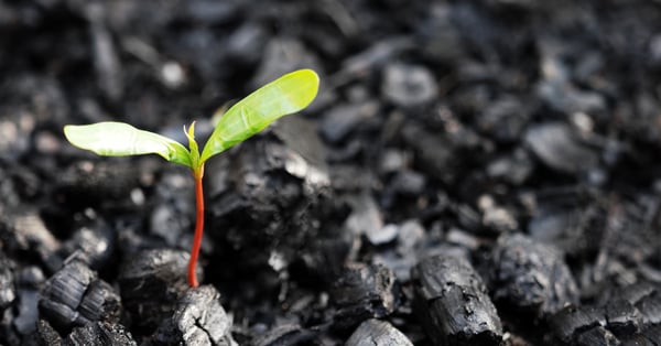 Planta creciendo en tierra quemada, vida después de muerte