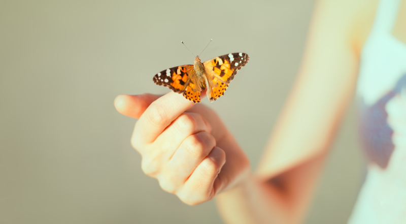 Mariposa de campo en mano de muchacha joven