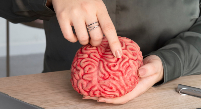 Mujer señala modelo miniatura de cerebro humano