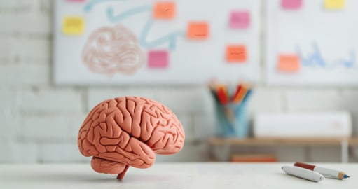 Cerebro simboliza neurodidáctica en el aula